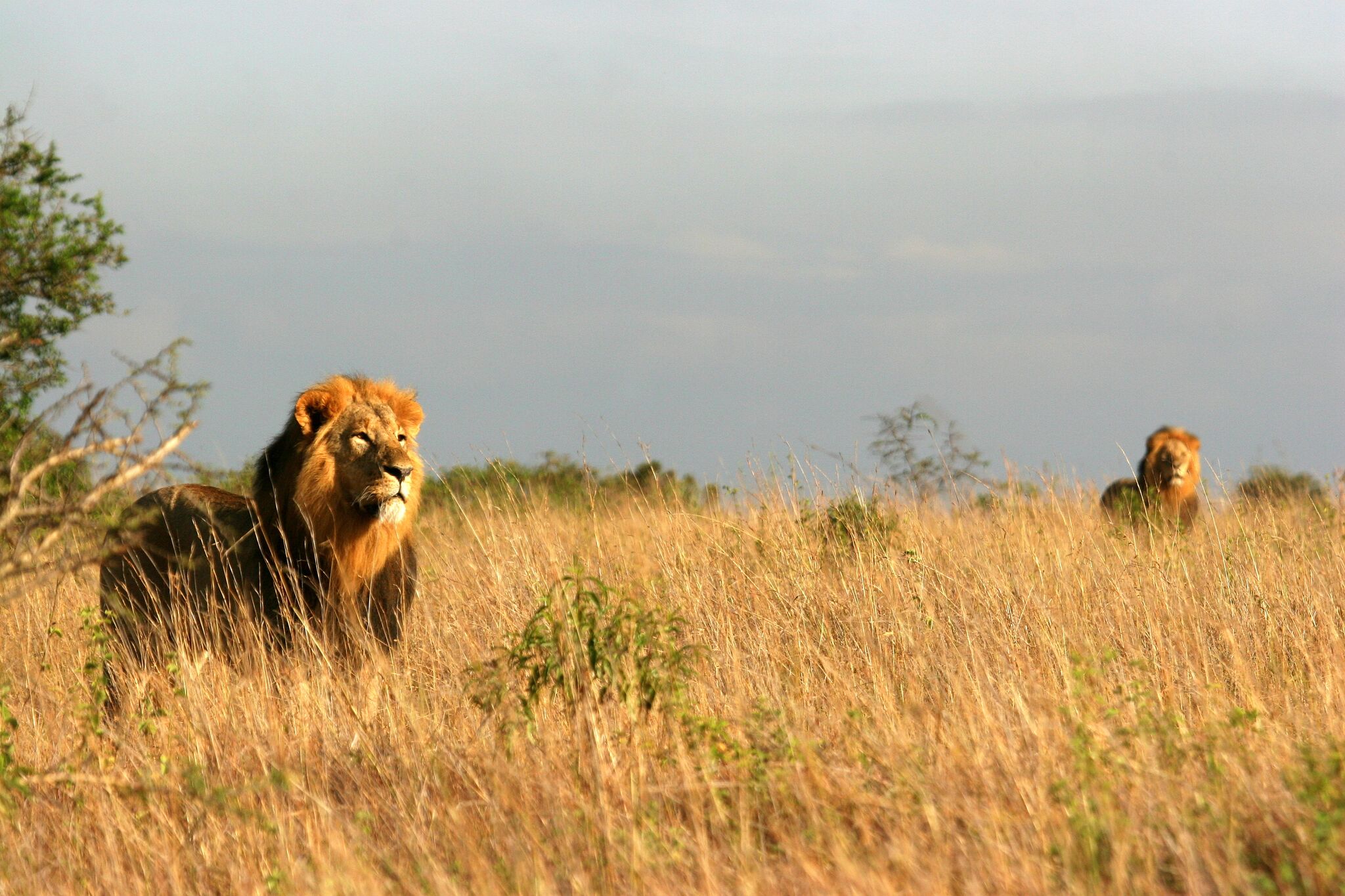 Spot lions at Nairobi National Park. Image: Supplied