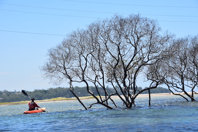 Bundeena, What to do in Bundeena, Best things to do in Bundeena, Bundeena Kayaks